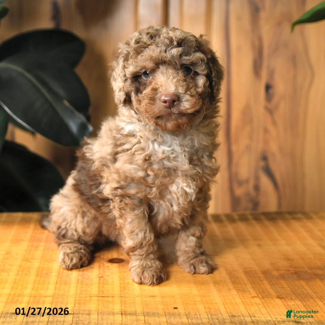 Miniature Poodle dogs for sale: Bingo - Ad 2