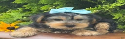 Yorkshire Terrier dogs for sale: Misty - Ad 7