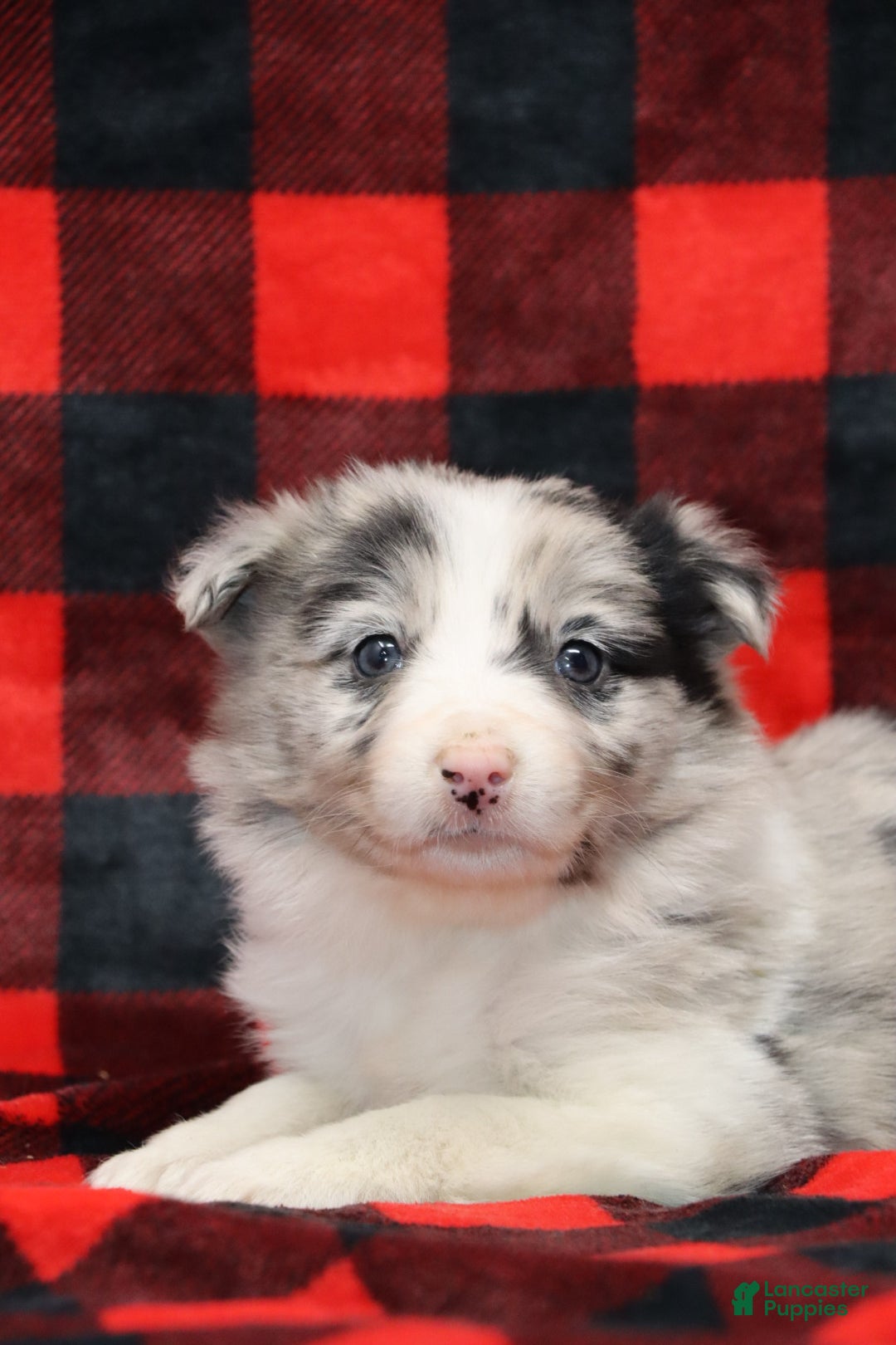 Border Collie dogs for sale: Border Collie Puppy 1 - Ad 3