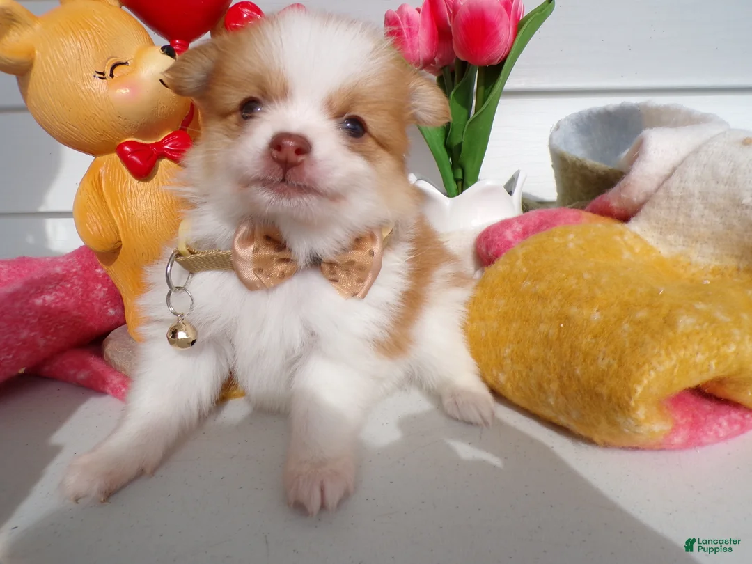 Pomeranian dogs for sale: Pomeranian Puppy 6 Chester - Ad 1