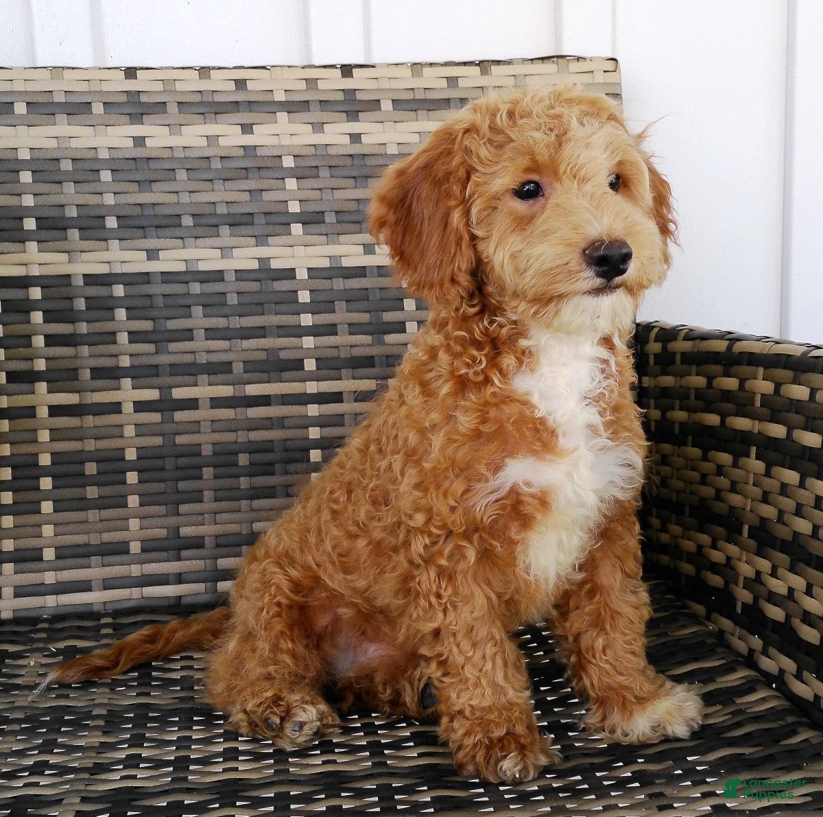 Havapoo dogs Haylee - Ad 2