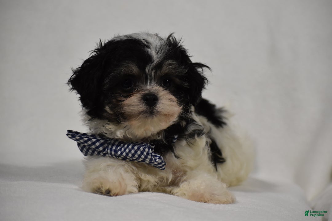 Maltipoo dogs for sale: Benny - Ad 4