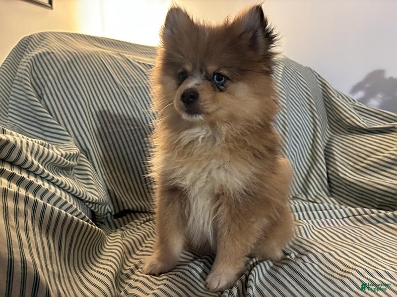 Pomsky dogs Fluffy - Ad 1