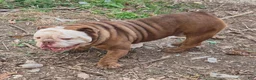 English Bulldog dogs for sale: Tank - Ad 8