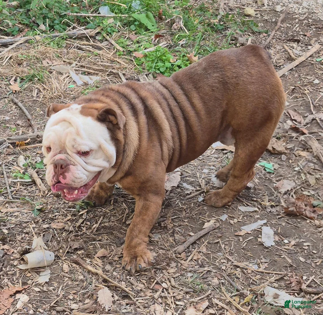 English Bulldog dogs for sale: Dolly - Ad 7