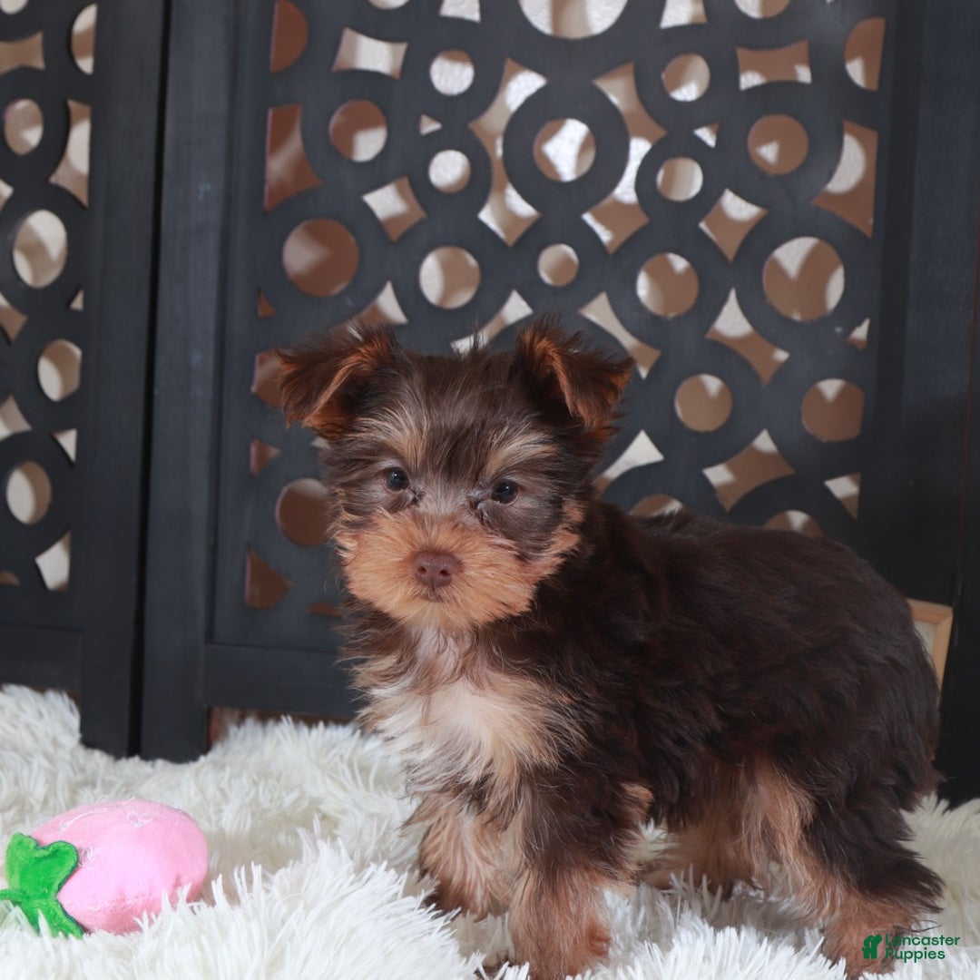 Yorkshire Terrier dogs for sale: Yorkshire Terrier Charlotte - Ad 4