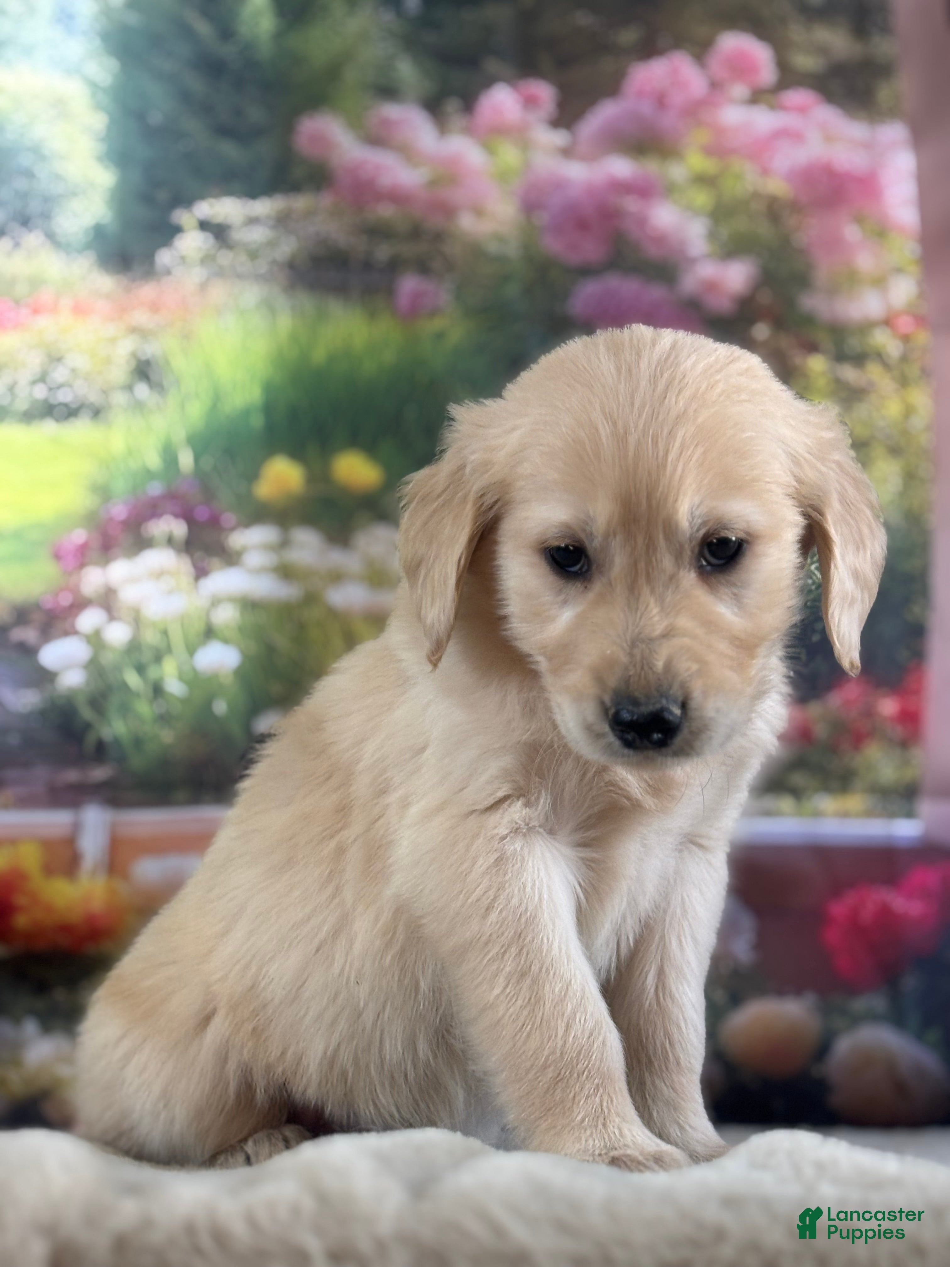 Golden Retriever dogs  Pixie - Ad 2