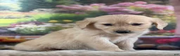 Golden Retriever dogs for sale:  Pixie - Ad 2