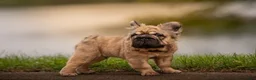 French Bulldog dogs for sale: Tomahawk  - Ad 5