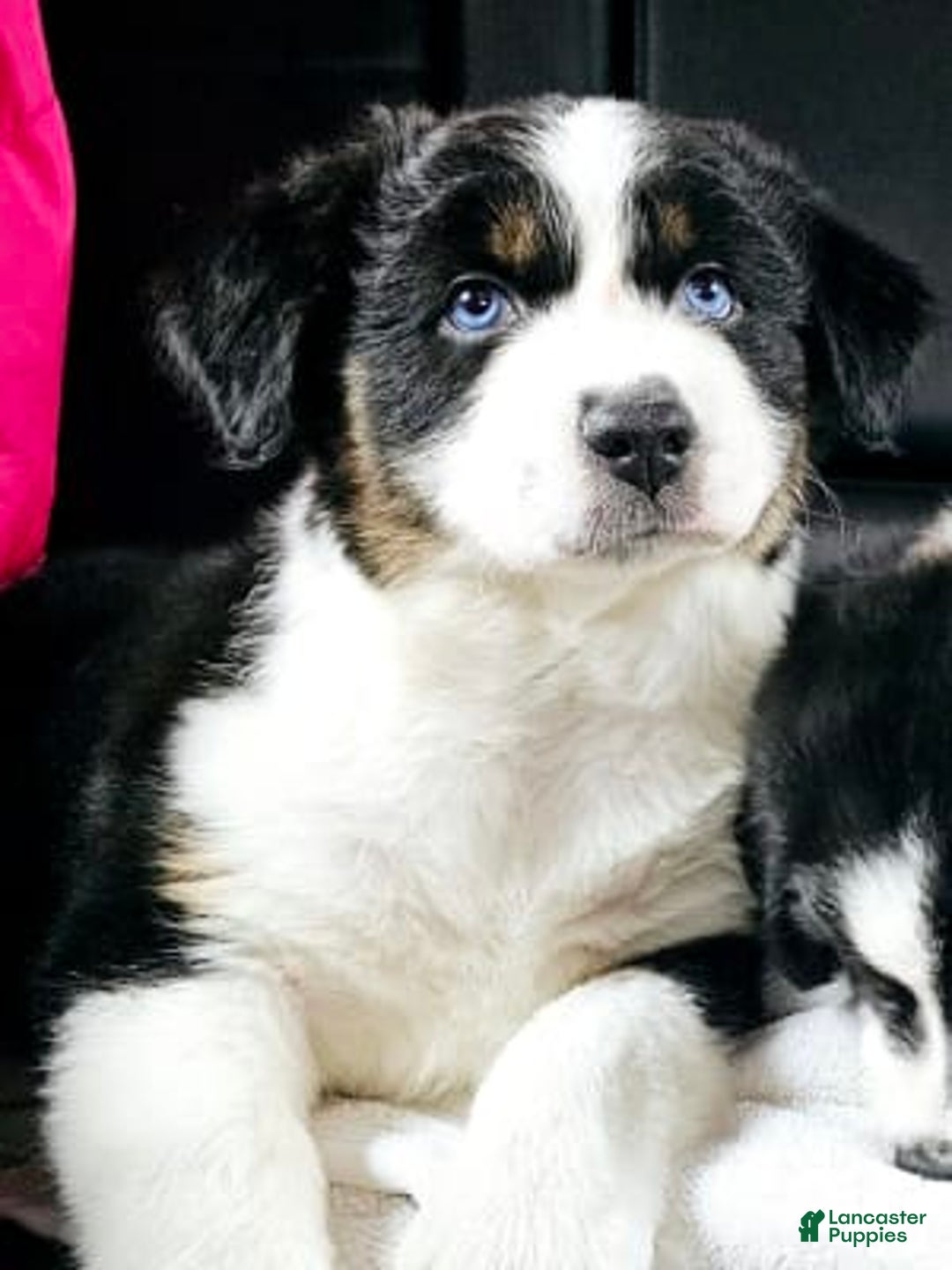 Gallery Image {{count}}