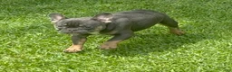 French Bulldog dogs for sale: French Bulldog 2 - Ad 6