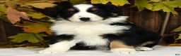 Miniature Australian Shepherd dogs for sale: Clove - Ad 5