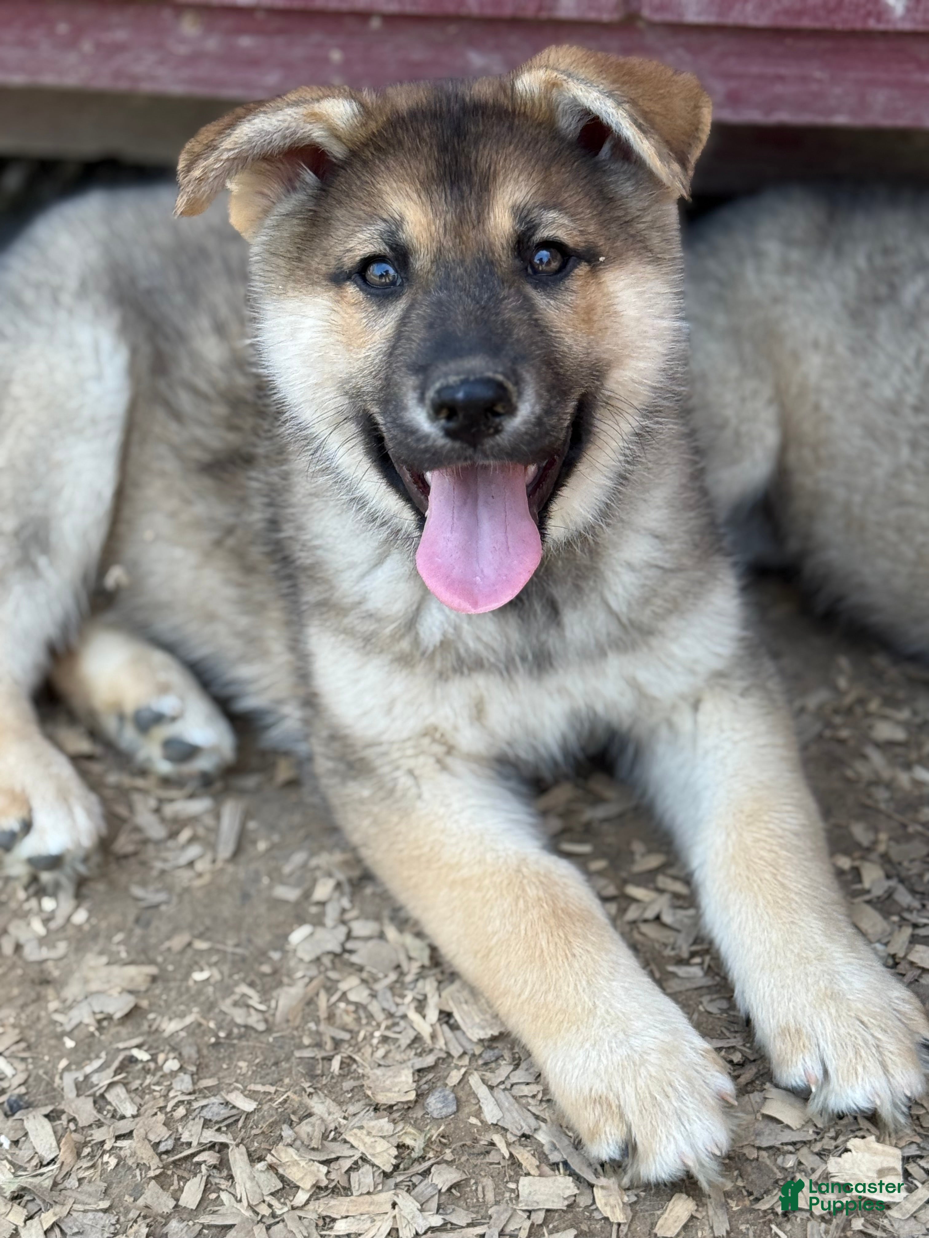 Gerberian Shepsky dogs Severus - Ad 1