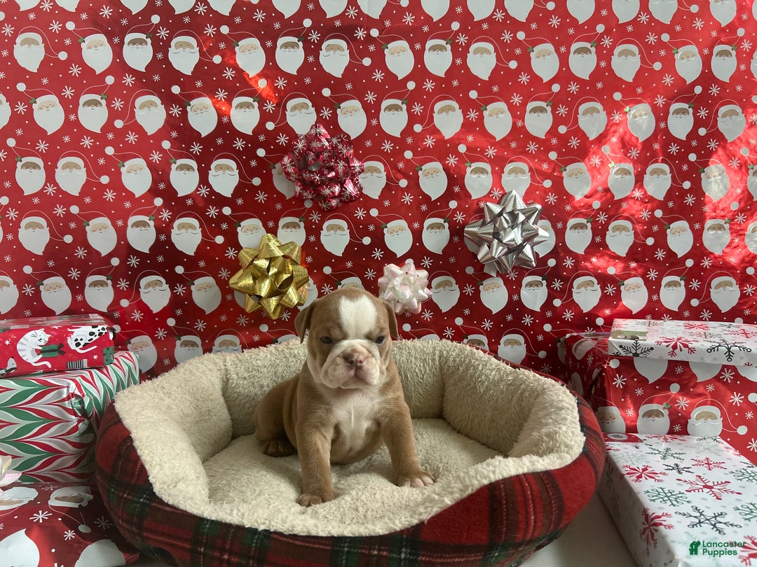 English Bulldog dogs for sale: Poppy - Ad 4