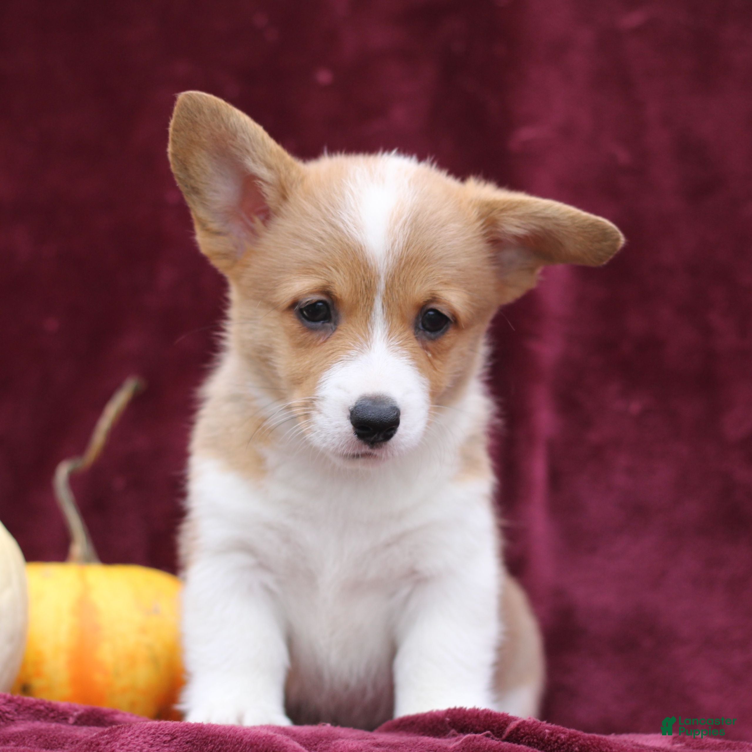 Welsh Corgi Pembroke dogs Hazel  - Ad 41