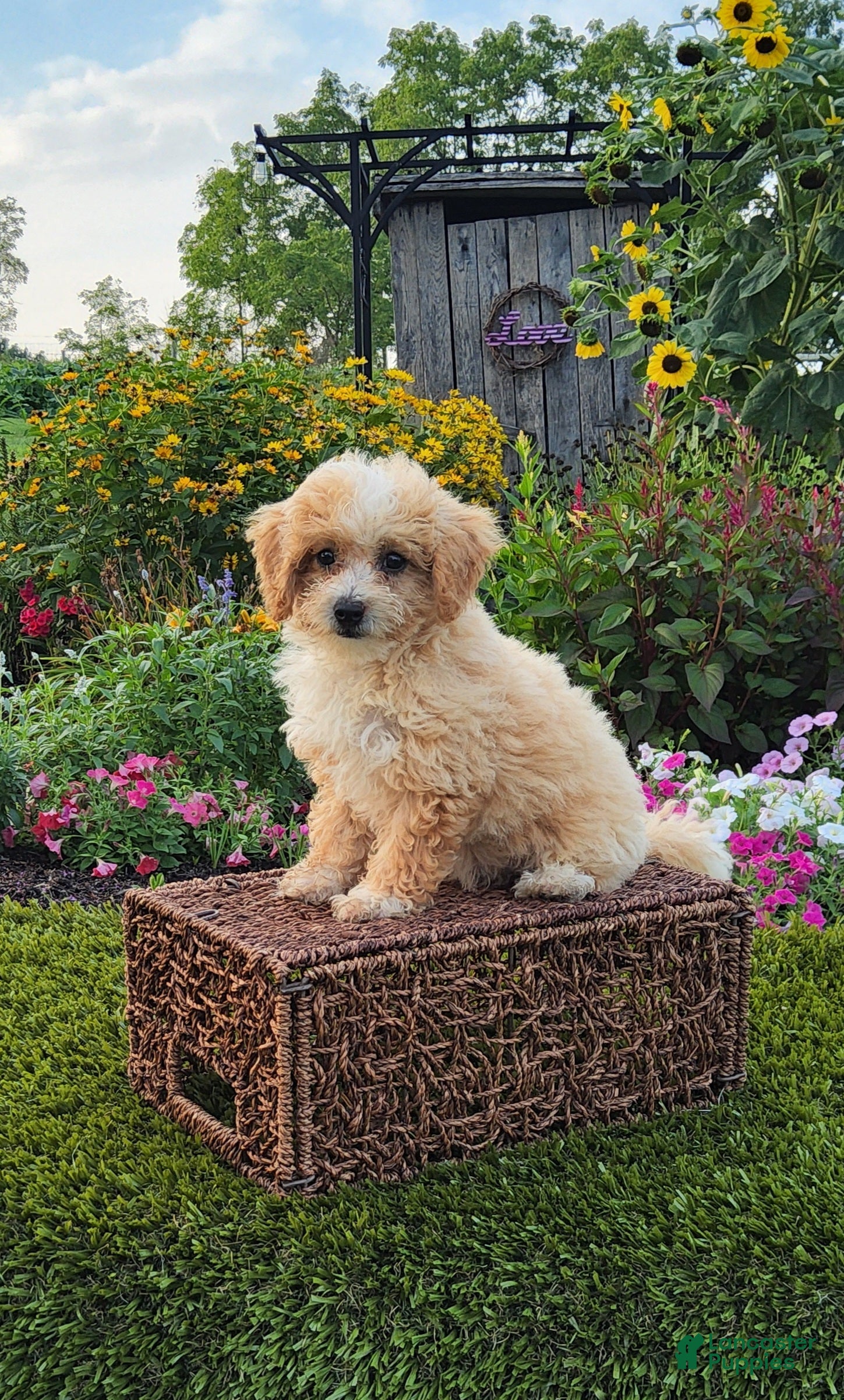 Havapoo dogs Avery - Ad 2