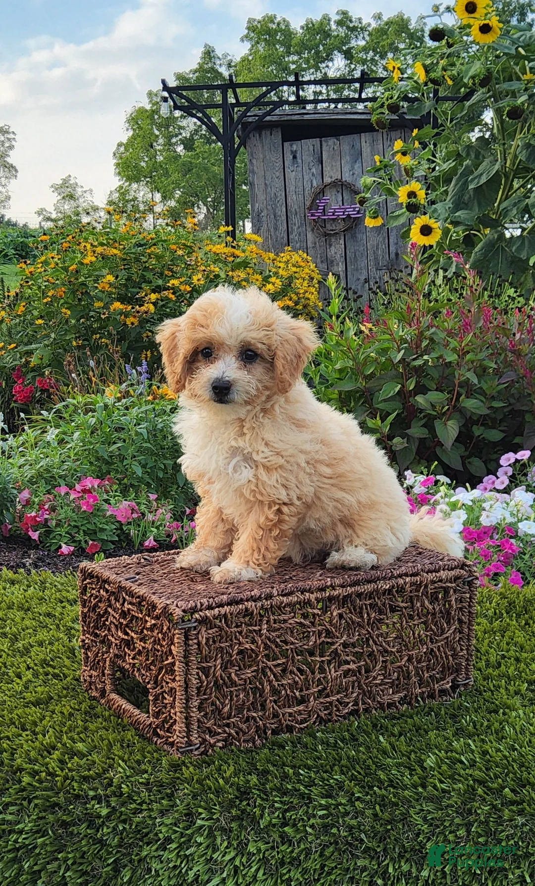 Havapoo dogs for sale: Avery - Ad 2