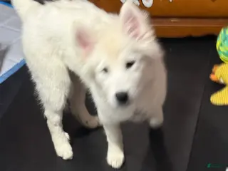 Samoyed dogs Samoyed Puppy 2 - Ad 22