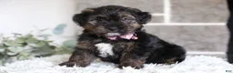 Yorkiepoo dogs for sale: Summer - Ad 7