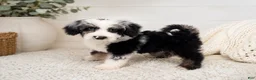 Cavapoo dogs for sale: Cavapoo 1 - Ad 2