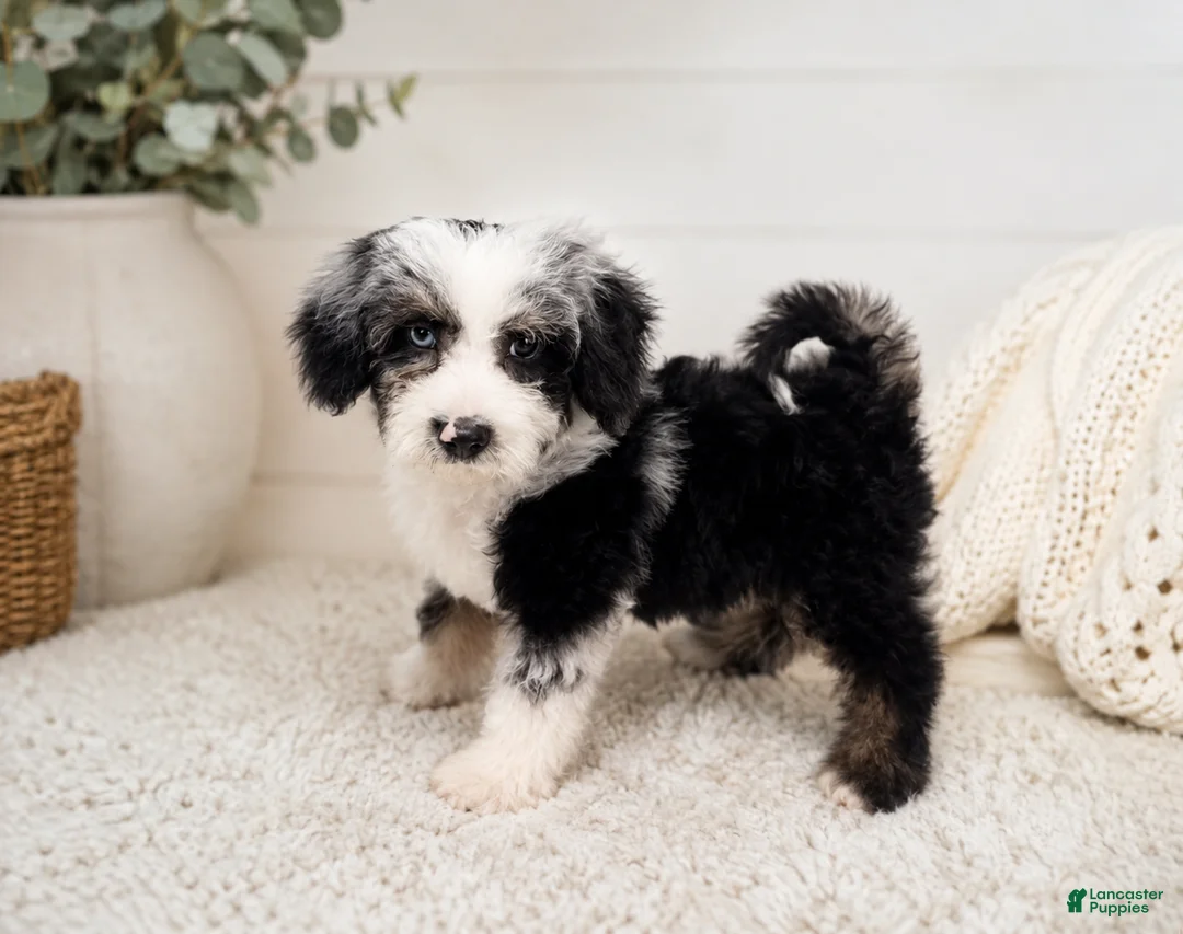 Cavapoo dogs for sale: Cavapoo 1 - Ad 2