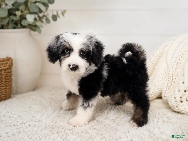 Cavapoo dogs Cavapoo 1 - Ad 2