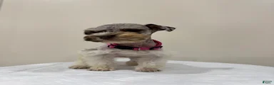 Miniature Schnauzer Puppy 3