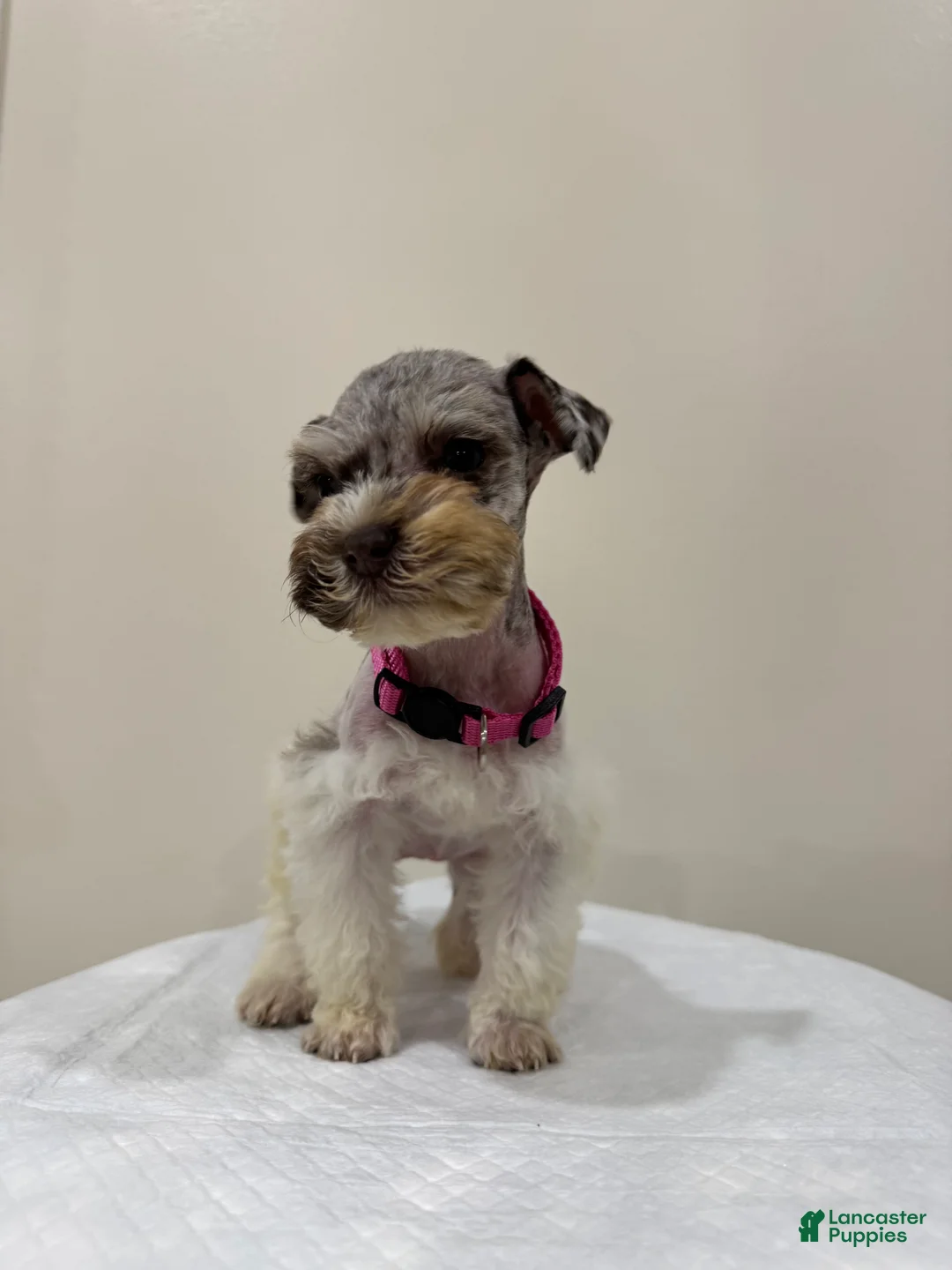 Miniature Schnauzer dogs for sale: Miniature Schnauzer Puppy 3 - Ad 1