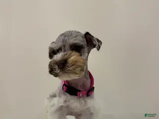 Miniature Schnauzer dogs for sale: Miniature Schnauzer Puppy 3 - Ad 2