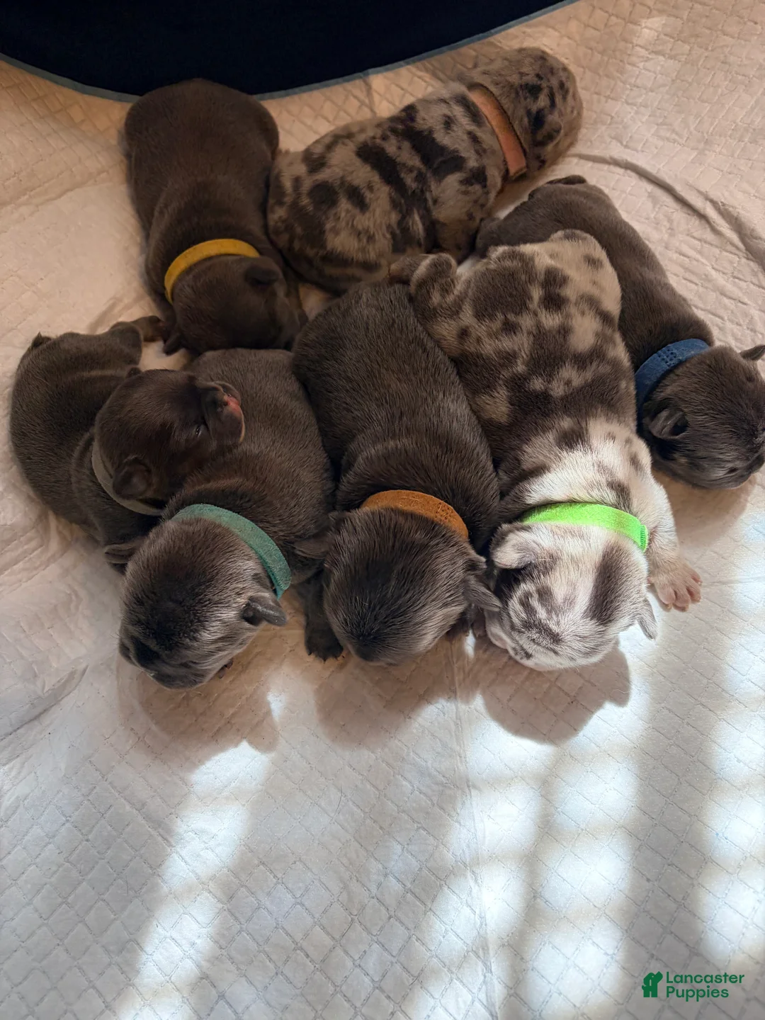 French Bulldog dogs for sale: French Bulldog Puppy 7 - Ad 1