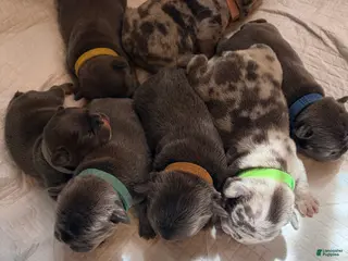 French Bulldog dogs French Bulldog Puppy 7 - Ad 26