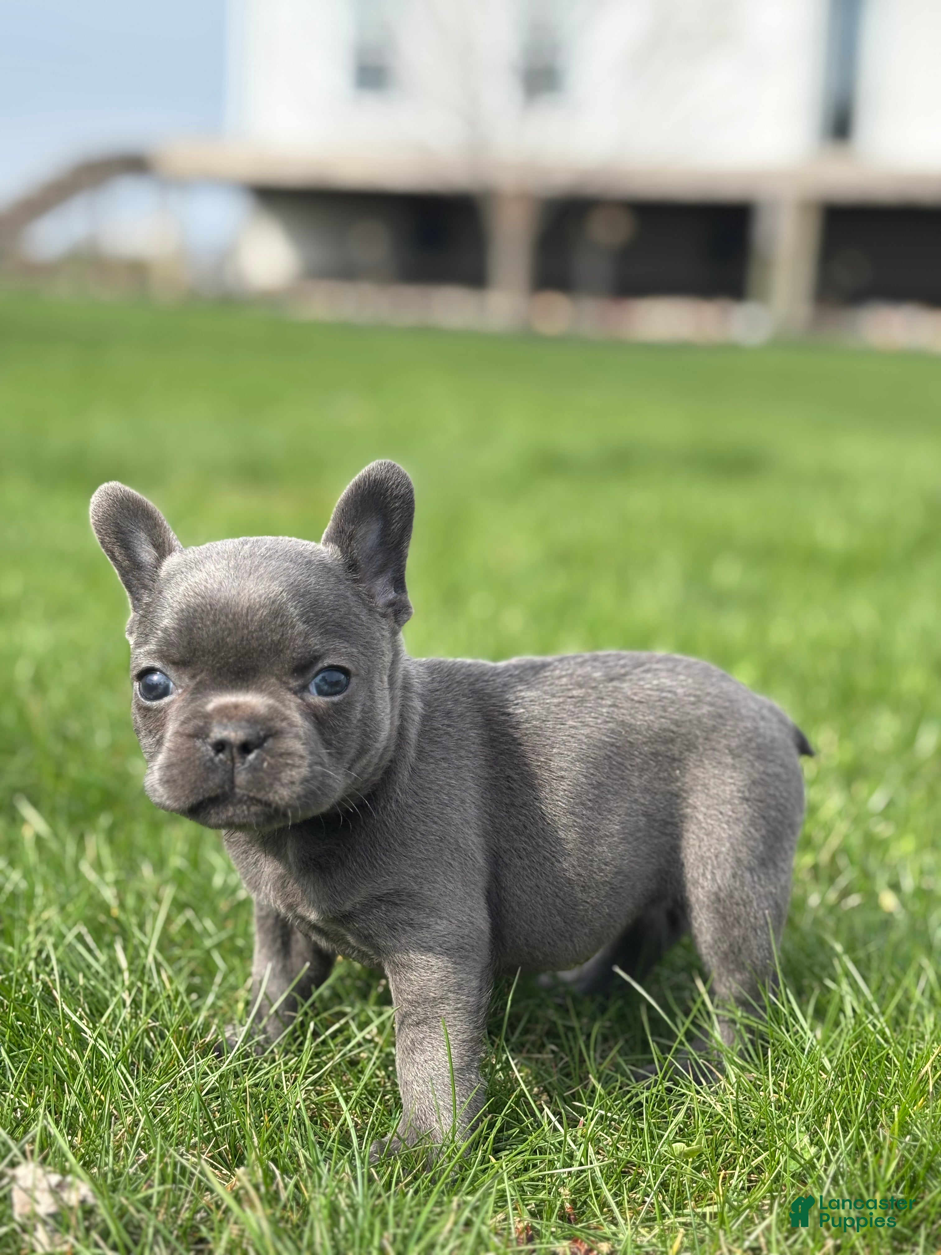 French Bulldog dogs Hope - Ad 2