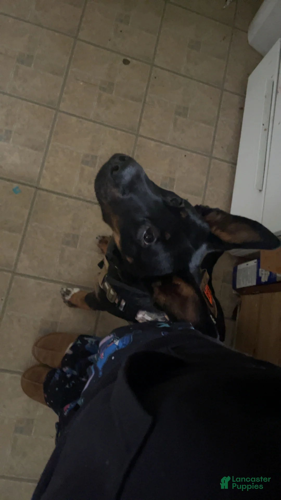 Mixed Breed dogs for sale: Mixed Breed Puppy 1 - Ad 2