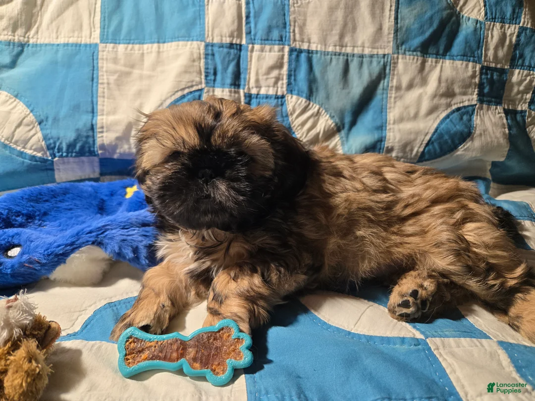 Shih Tzu dogs for sale: Dallas - Ad 38