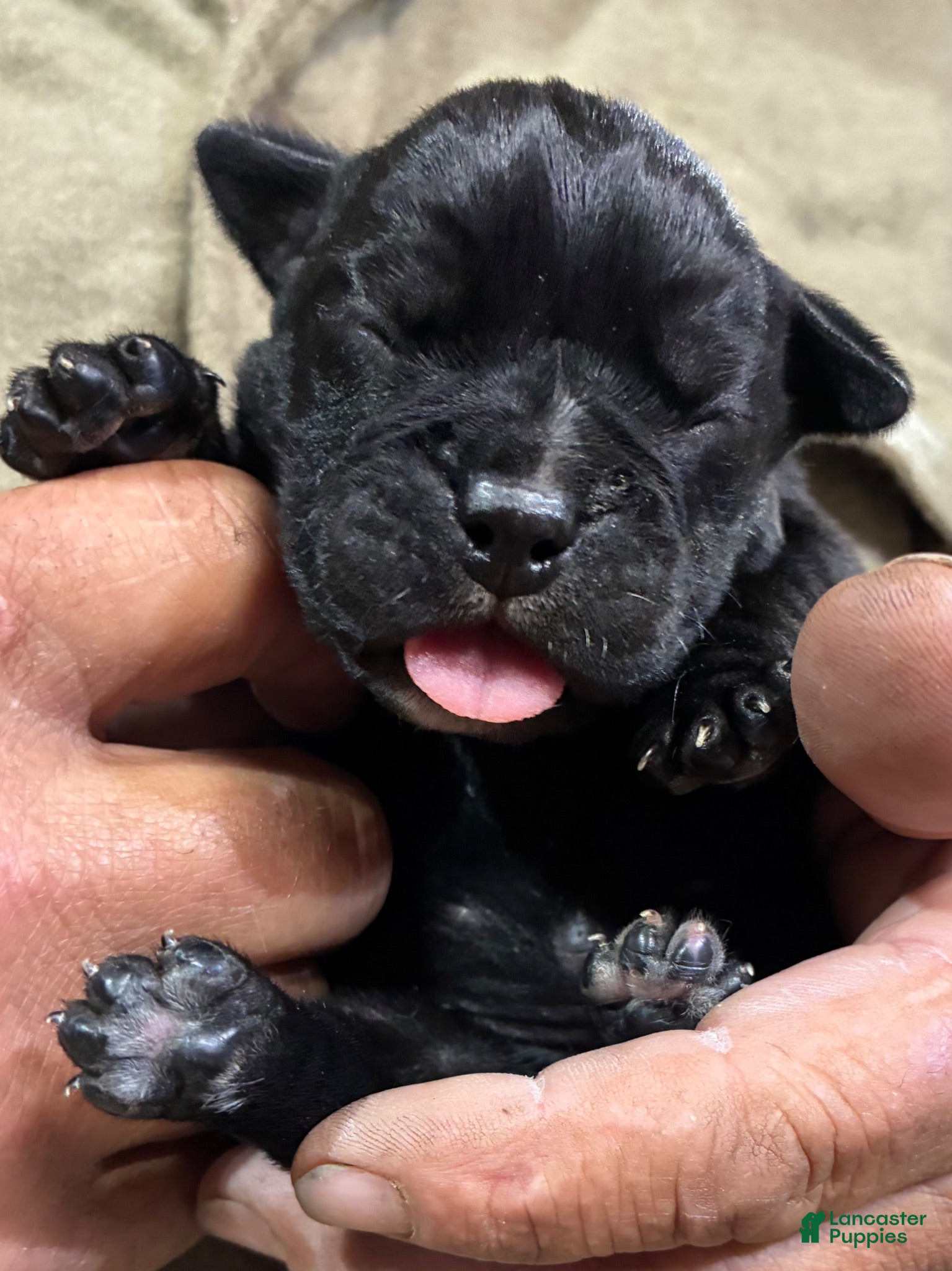 Olde English Bulldogge dogs Olde English Bulldogge 1 - Ad 1