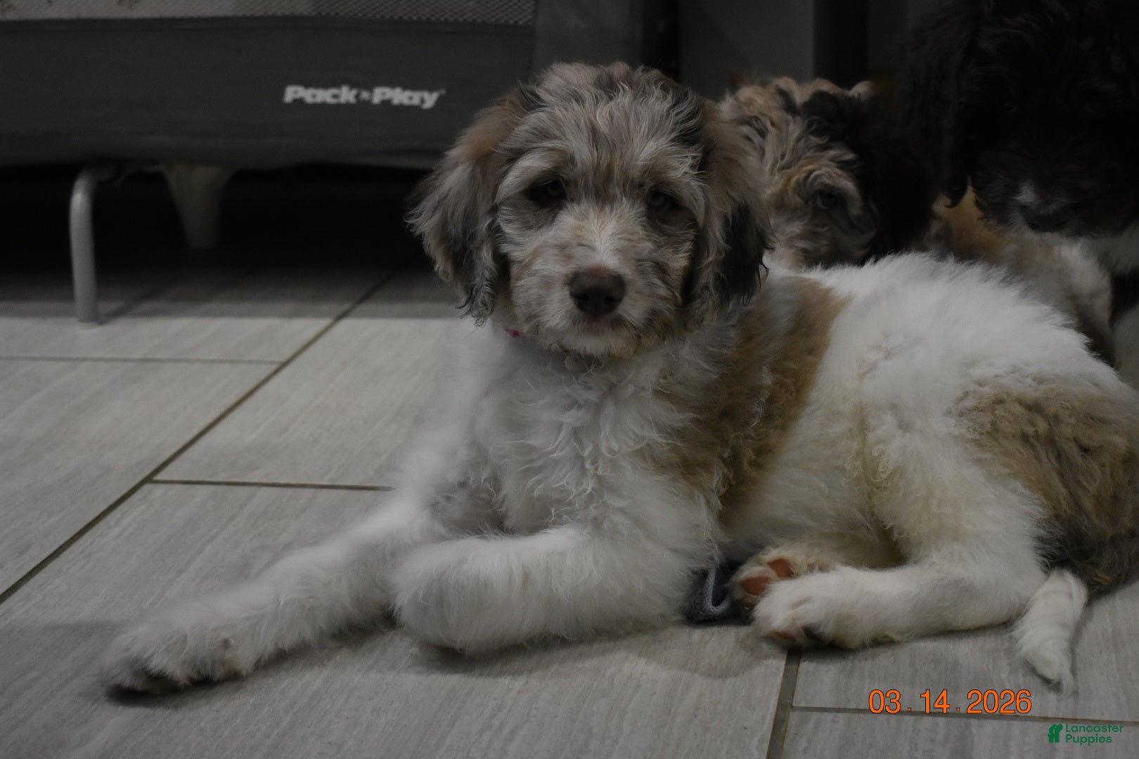 Newfypoo dogs Dark Pink - Ad 2