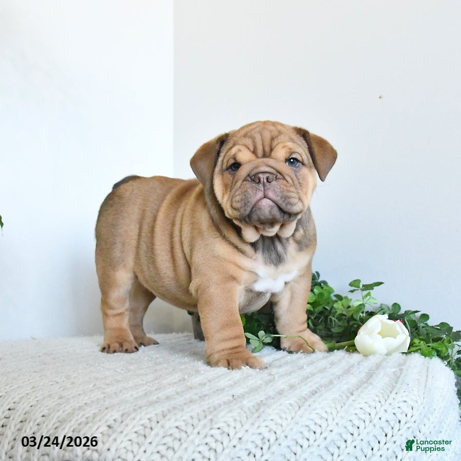 English Bulldog dogs Tiana - Ad 1