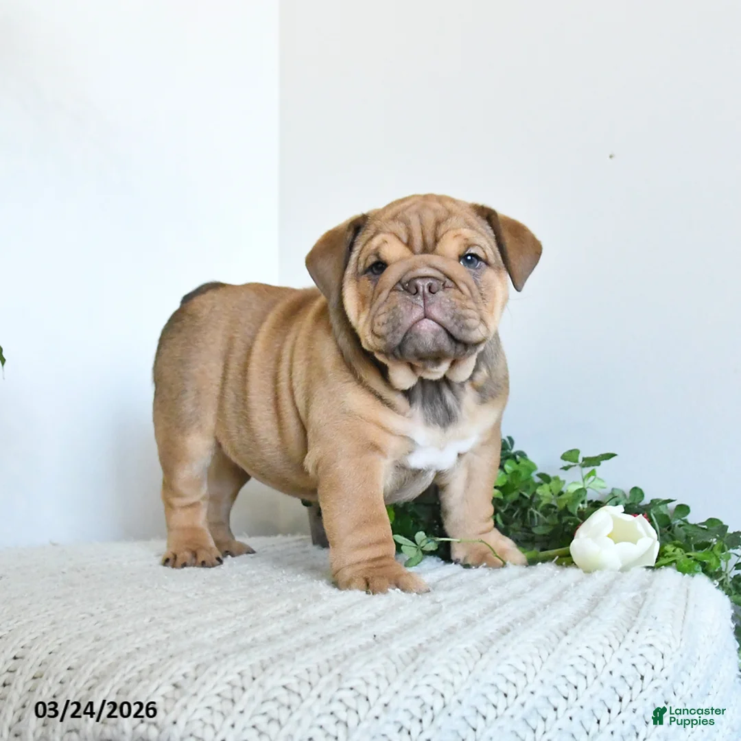 English Bulldog dogs for sale: Tiana - Ad 1