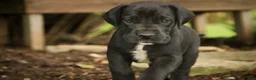 Great Dane dogs for sale: Brielle Great Dane  - Ad 6