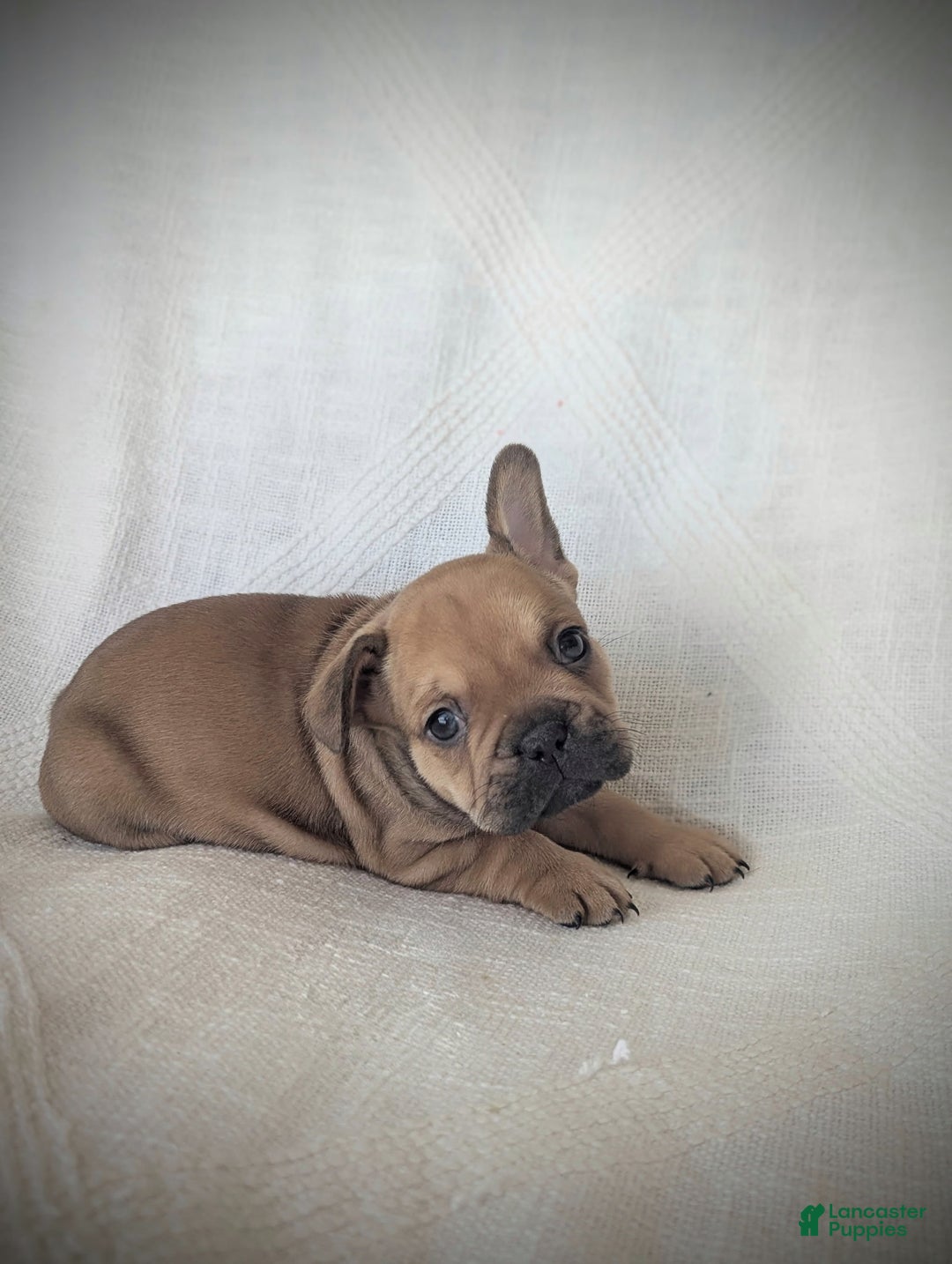 French Bulldog dogs for sale: Bear  - Ad 4