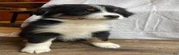 Australian Shepherd dogs for sale: Hero - Ad 6