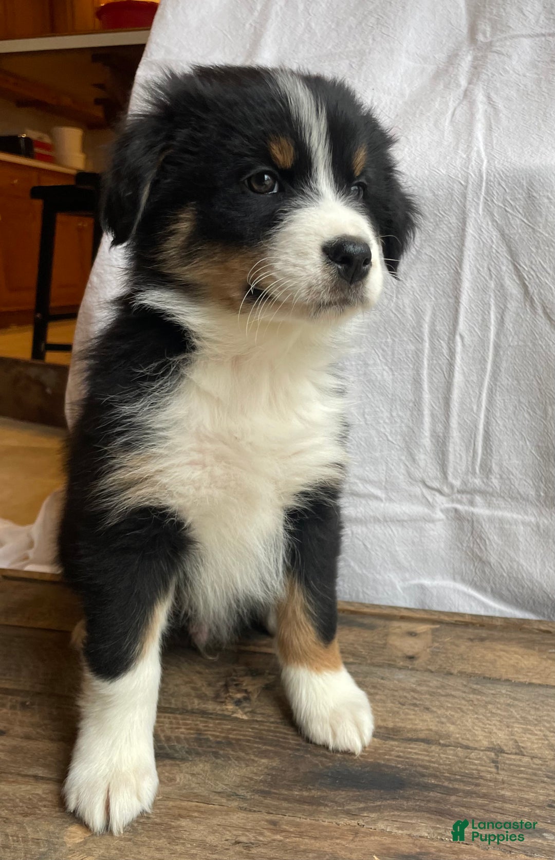 Australian Shepherd dogs for sale: Hero - Ad 6
