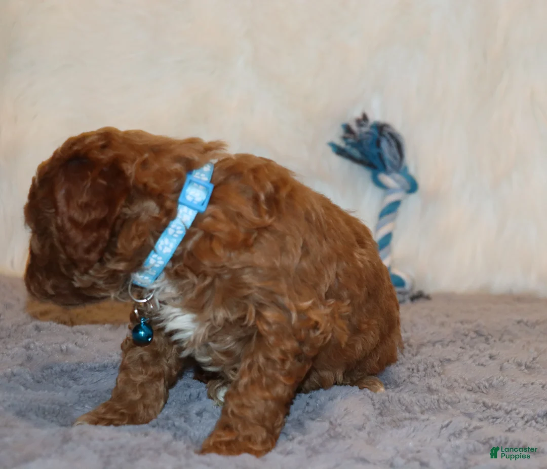 Mini Goldendoodle dogs for sale: Thomas 💙 Micro Miniature - Ad 24