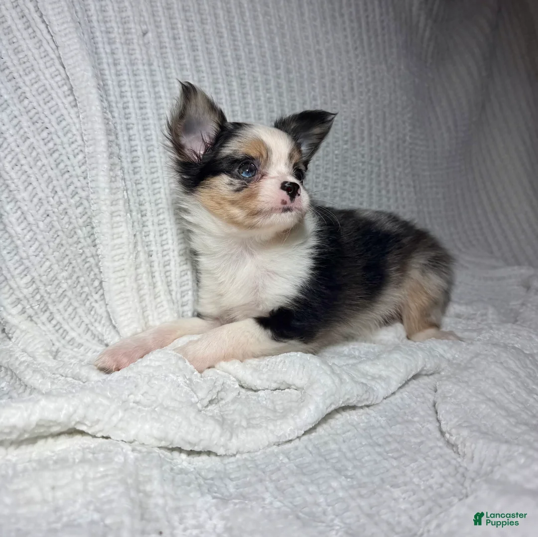 Chihuahua dogs for sale: Ozzie  - Ad 4