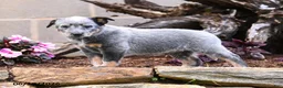 Australian Cattle Dog dogs for sale: Archie - Ad 6