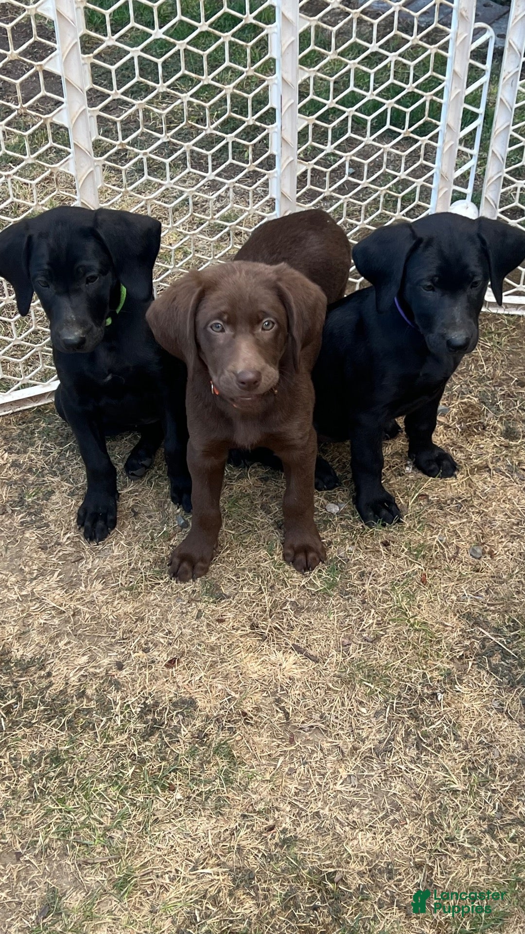 Mixed Breed dogs Mixed Breed 1 - Ad 24