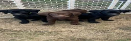 Mixed Breed dogs for sale: Mixed Breed 1 - Ad 1