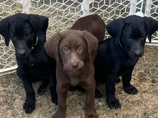 Mixed Breed dogs Mixed Breed 1 - Ad 24