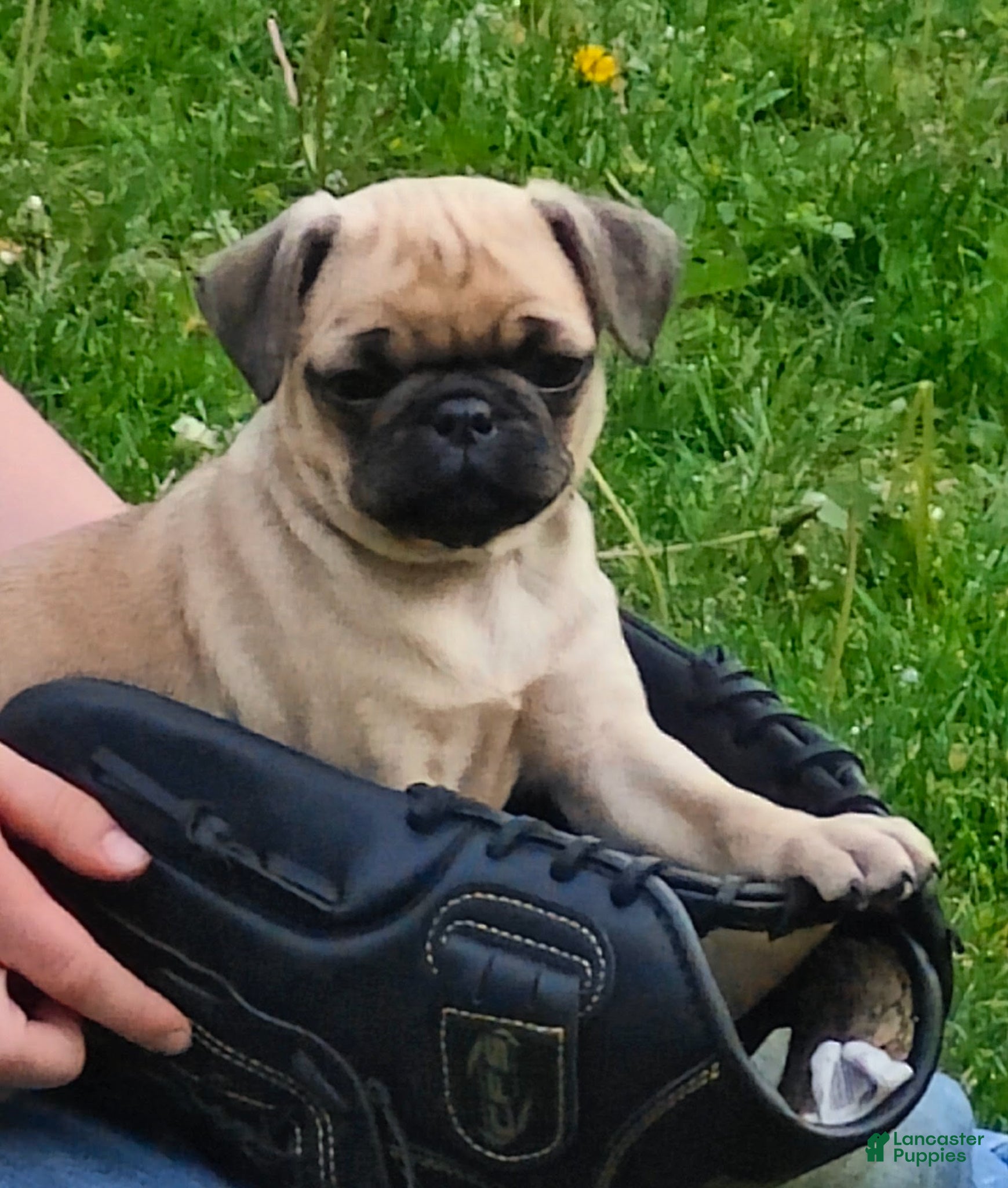 Pug dogs Tucker - Ad 1