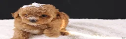 Shihpoo dogs for sale: Poppy - Ad 6